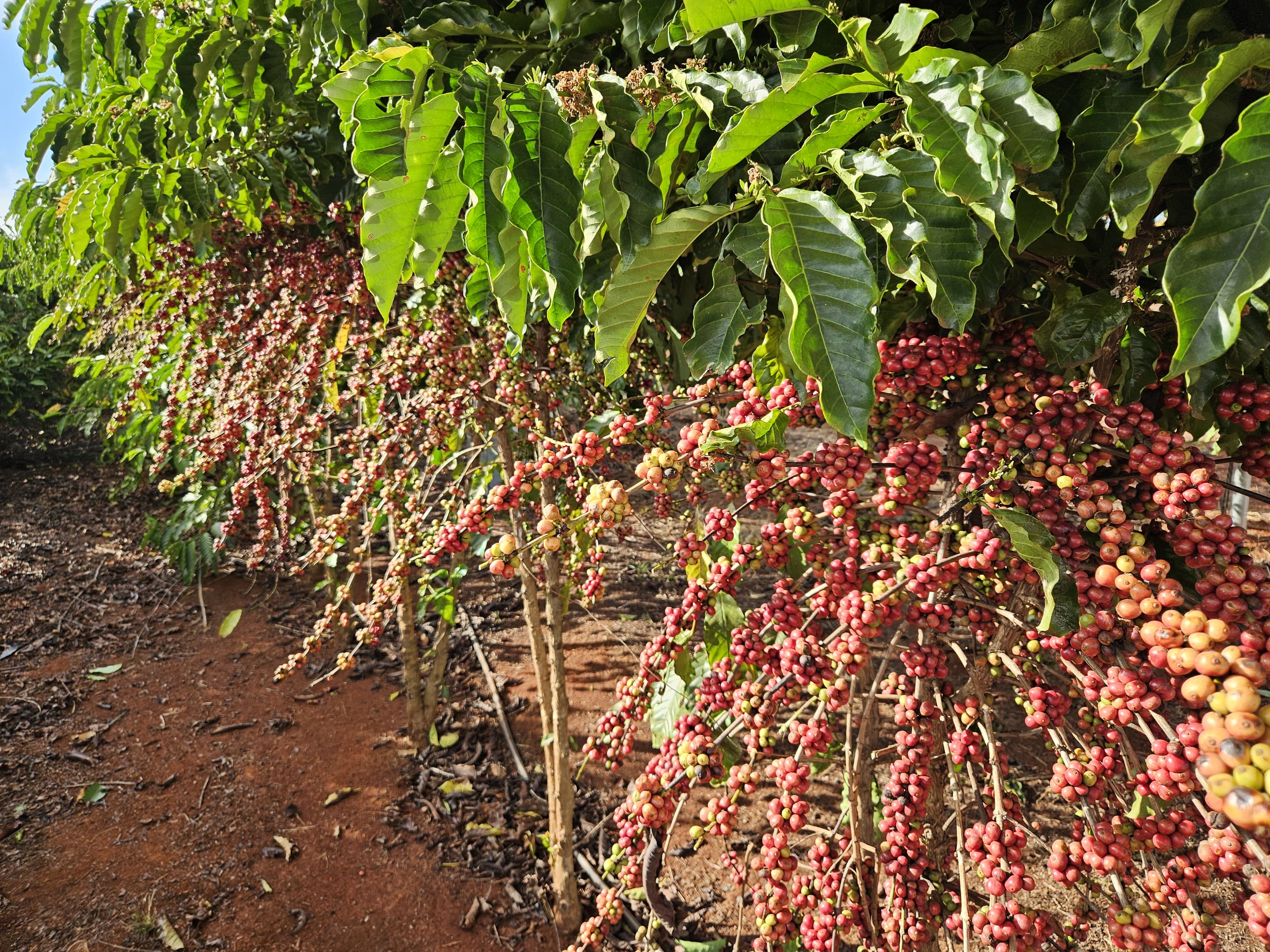 Distribuição de mudas e fomento às novas tecnologias impulsionam a agricultura familiar em MT